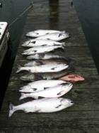 Predator Charters - Catch of the Day